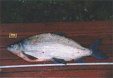 443_Finnish Fed. Recreational Fishing_Maraena Whitefish_Coregonus maraena.jpg 443_Finnish Fed. Recreational Fishing_Maraena Whitefish_Coregonus maraena.jpg